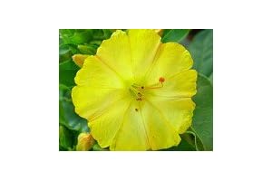 Four O'clock 'Golden' - Blooms Yellow and Gold