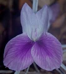 Meadows | Kaempheria/Indian crocus/Bhumi champa flower bulbs | For ...