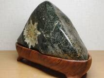 【希少・美石】菊花石 菊紋石 白菊 696g 天然石 水石 盆石 盆景 鉱物 白菊 19kg 菊花石 水石 溜まり石 鉢 盆石 原石 鑑賞石 自然石 紋