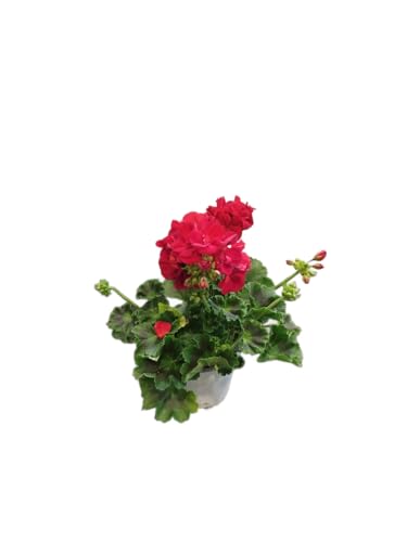 Geranio Natural con Flores Rojas DECOALIVE – Planta Viva para Exterior – Fácil de Cuidar