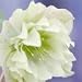 *NEW* CHRISTMAS ROSE *10 seeds *RARE* Fragrant* #1088