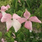 Amazon 源平ヤマボウシ苗 山法師 花