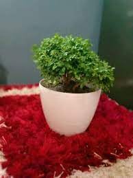 Oxygen plants for home indoor no sunlight,Indoor home no sunlight oxygen plants, Kamini plant (Pack of 1)-image-18