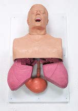 SIMULAIDS Adult Airway Management Trainer