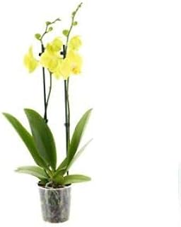 Yellow Potted Twin Spiked Phalaenopsis Orchid A Perfect Way to Stay in Touch.