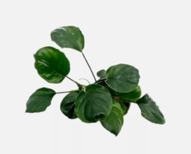 Anubias Barteri Gold Coin Large Live Aquarium Plant Aqua-scaping Tank Shrimp Safe (2)