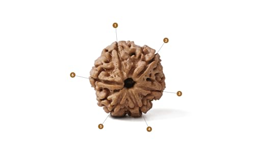 Image of GEMSMANTRA 6 Mukhi Rudraksha Without Silver Pendant Original Nepali, Regular Size, Natural and Lab Certified, Helps to Improve Wisdom, Knowledge, Helps in Balance Emotional Stability for Men & Women