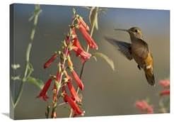 24 x 32 in. Broad-Tailed Hummingbird Feeding on Flower Nectar, Santa Fe, New Mexico Art Print - Tim Fitzharris