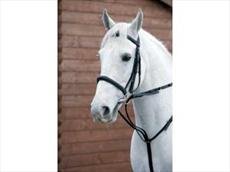 Hy Market Harborough-Brown Cob/Full