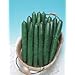 F1 SUPER LONG Summer Dance Cucumber 15 seeds
