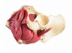 Pelvic Floor Model, Scientific Anatomy Model, Colored Female - View #7