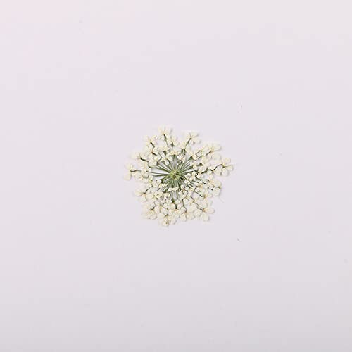 100 piezas flores secas Ammi majus prensadas naturales