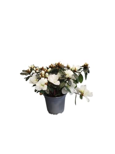 DECOALIVE Planta Natural Azalea Blanca – Elegante y Vibrante para Interiores