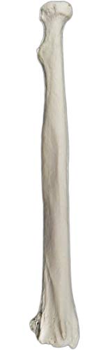 Image of Radius Bone Model - Right - Anatomically Accurate Human Radial Bone Replica - hBARSCI
