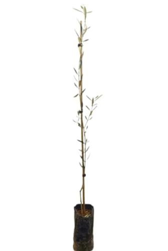 Árbol Olivo Hojiblanca, 80-100 cm. Olea europaea. Variedad productiva, con aceitunas de sabor afrutado. Segura Garden.