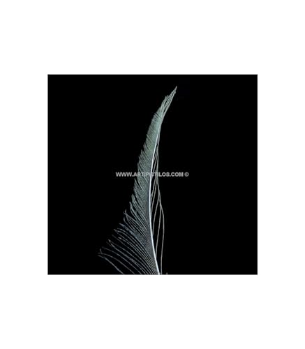 Artipistilos® Pluma Pavo Real Espada 30 Cms. - 30 Cms. Aprox., Gris - Pavo