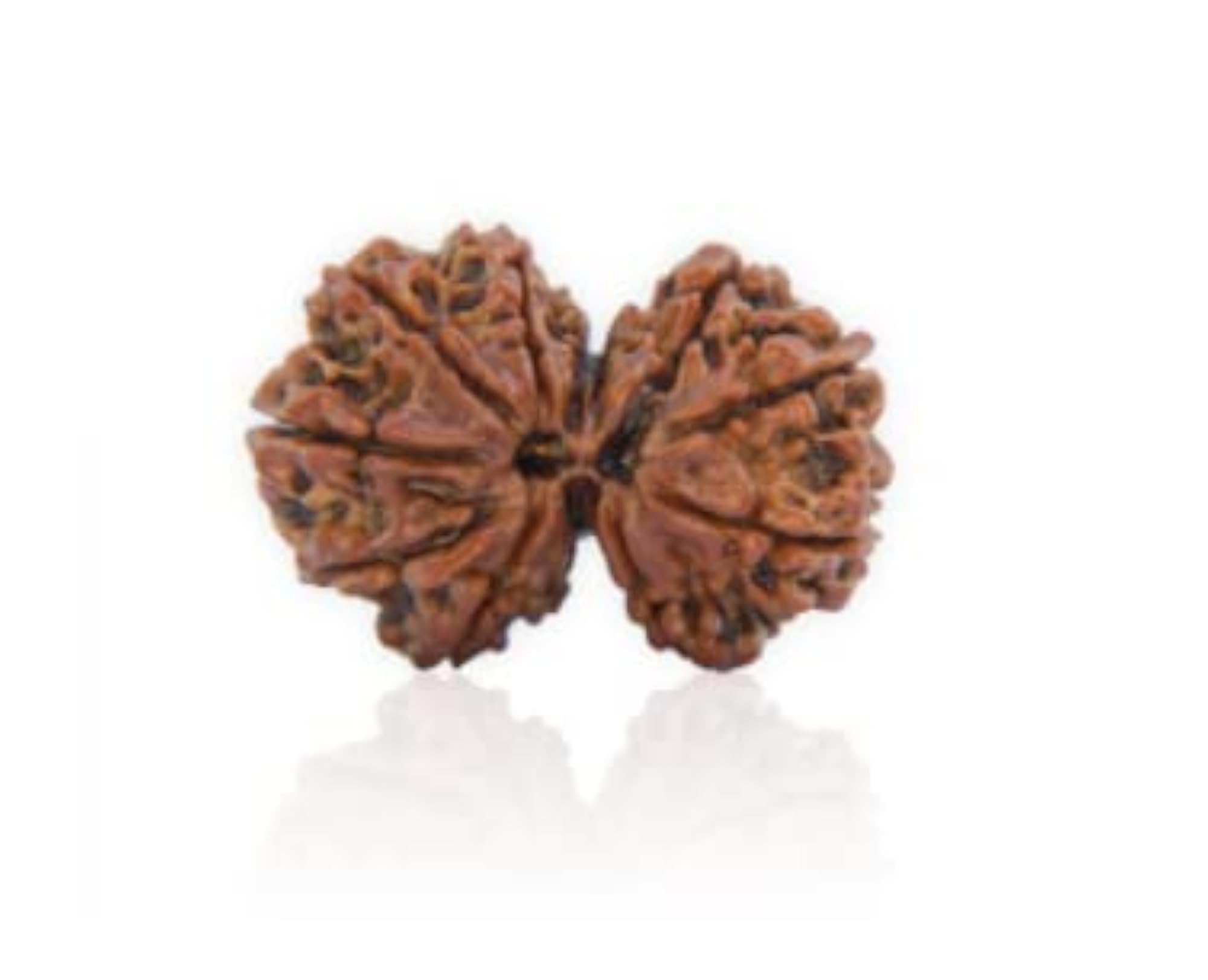 Natural Gauri Shankar Rudraksha Beads, Certified