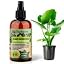 ALOCASIA Plants Superfood
