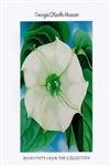 Georgia O'Keeffe Museum: Highlights of the Collection
