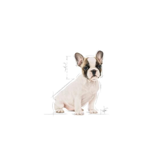 Royal Canin French Bulldog 30 Junior 3 kg, 1er Pack (1 x 3 kg)