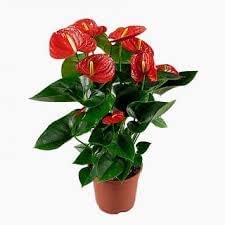 Red peace lily flower plant (B0C66G5M6J) Amazon Price History, Amazon Price Tracker