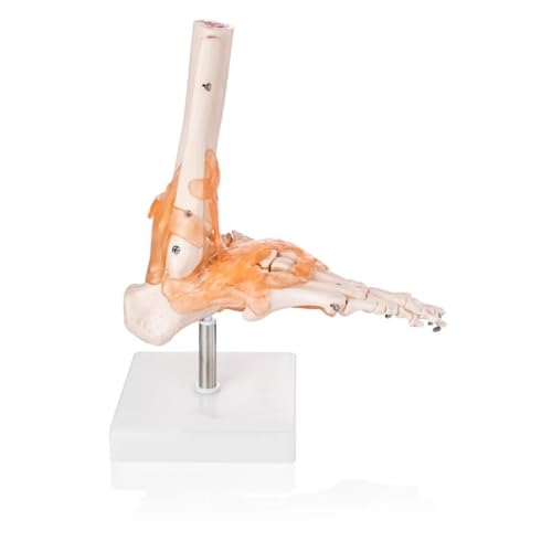 Image of Human Foot Joint Model with Ligaments ✮ Scientific Life Size with Premium Display Base ✮ Best Teaching Tool for Patient Education & Anatomy Study
