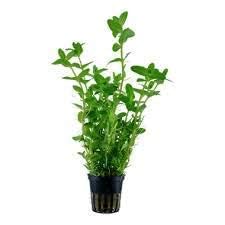 Bacopa caroliniana Aquarium Plants (B0D5CS32RK) Amazon Price History, Amazon Price Tracker