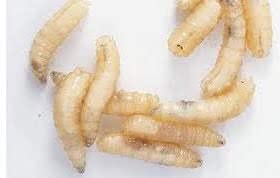 BESTBAIT 250 Count Maggots Spikes Live Bait Ice Fishing Grub Worms Reptile
