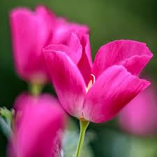 Californian Poppy ESCHSCHOLZIA CALIFORNICA Carmine King 2500 Seeds