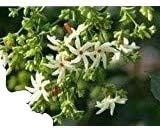 Nyctanthes Arbor-tristis, Night Jasmine, Tree of Sadness, 10 Seeds, Real Ones JUST from mediterranesamenUngarn