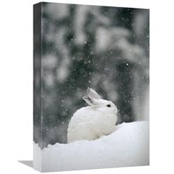 12 x 18 in. Snowshoe Hare in Snowfall, Yellowstone National Park, Wyoming Art Print - Michael Quinton