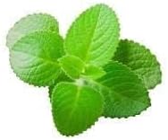 Karpooravalli Powder 100g | Coleus Amboinicus Powder 3.05oz