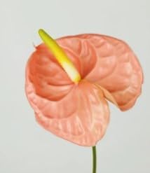 Miniatura 6 de 100 semillas de flores de anturio amarillas