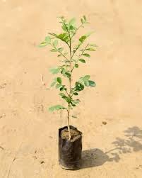 Image of Madhukamini Live Plant (Murraya Paniculata) with Pot | Orange Jasmine Highly Fragrant Evergreen Flowering Plant | Indoor & Outdoor Home Garden Decor | Air Purifying Ornamental Plant