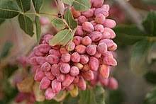 Uniquetree Pista Live Plant (Indonesia Vairety Healthy Rare Plant) Pink Color (B0C238MQ2Q) Amazon Price History, Amazon Price Tracker