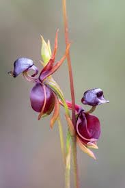 New Fresh 100pcs Flying Duck Orchid Seeds Generic