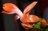 MITRAEE 10 Christmas Cactus Plant Flower Seeds Orange.