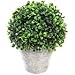 Artificial Boxwood Topiary Ball Table Top Plant With Decorative Pot 8 inches Tall Realistic Indoor Faux Decor