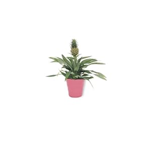 Ananas Comosus Ananas Boom – Ananasplant in roze pot – echte ananas – anti-snurkplant – onderhoudsvriendelijk – zeer…