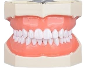 NMD Nexus Medodent Dental Typhodont Teeth Model 28 Piece Removable Teeth (Pack Of 1)