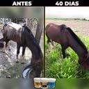 Suplemento Cavalo Forte Premium 1Kg - Suplemento Alimentar para Equinos