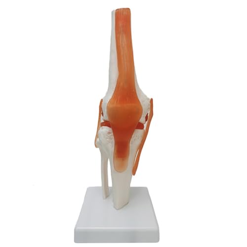 Image of Haobase Anatomical Joint Models Set, 6 Pieces Human Skeleton Display with Hand, Foot, Shoulder, Elbow, Hip, Knee, Medical Teaching Display (Knee Joint (Ligament))