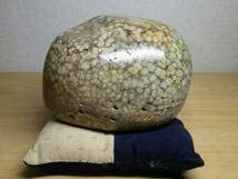 Amazon.co.jp: ベージュ・花紋1.9kg 錦石 花紋石 菊紋石