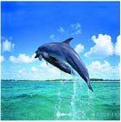 Cadre toile décor dauphin Cadre Toile Tableau Dauphin - mer - 50 x 50 cm