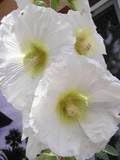 25 White Hollyhock Alcea Rosea Flower Seeds PerennialComb S/H by Seedville