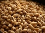 Barley, Hulled, Organic, 5 # Bulk