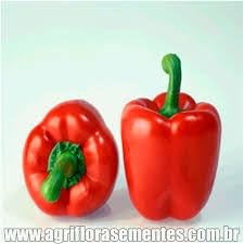 Sementes de Pimentão Vermelho Blue Line 2,5g Topseed Garden