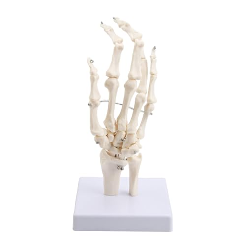 Image of Human Hand Joint Anatomical Articulated Hand Skeleton Model 1:1 Life Size | Fully Articulated Model for Desk Decor , Medical Lectures & Science Study