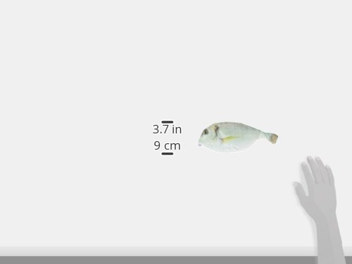 Wrapables Novelty Fish Style Pencil Case, White, 10.5 x 3.75 inches (Pack of 1) - Image 3