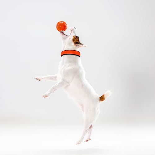 AIK-India-Dog-Collar-For-Small-Medium-Large-Dogs-Soft-Padded-Dog-Belt-Neck-Collar-Dog-Belt-For-Medium-Dogs-Beagle-Pug-Boxer-Shiba-Inu-Tibetan-TerrierMedium53-Cm-X-25-Cm